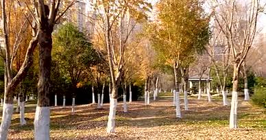 4K公园风景秋冬树林唯美日光光晕视频的预览图